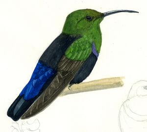 Colibri falle-vert