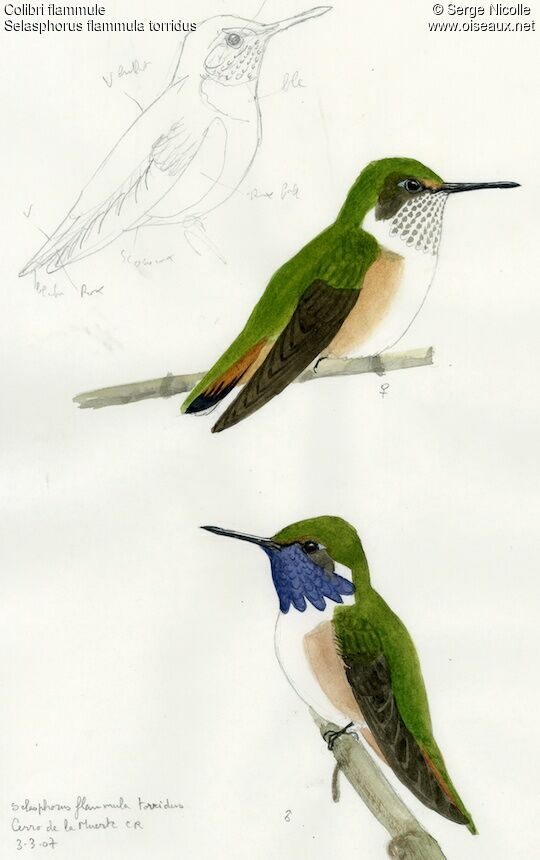 Volcano Hummingbird , identification