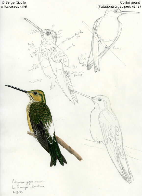 Colibri géant, identification
