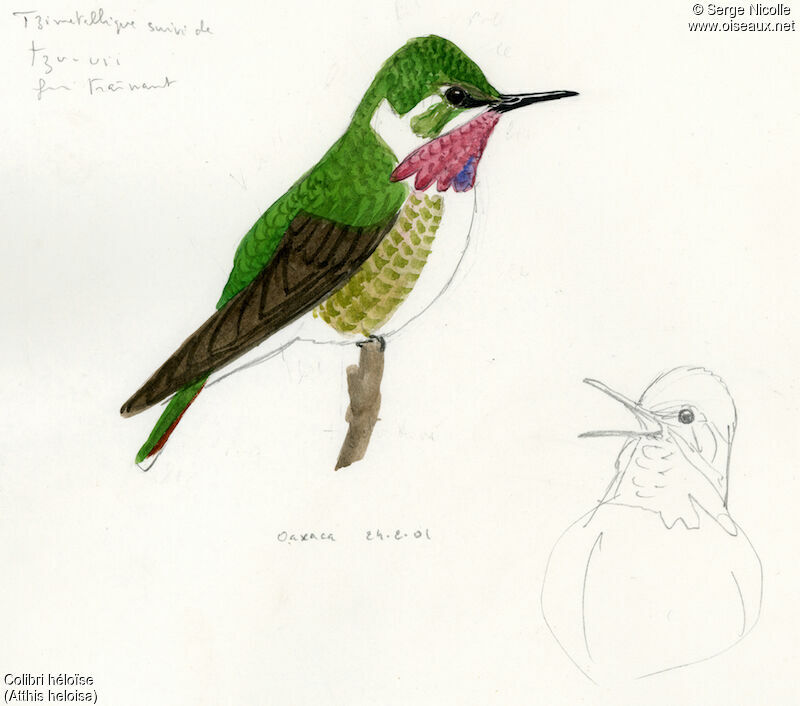 Colibri héloïse mâle, identification