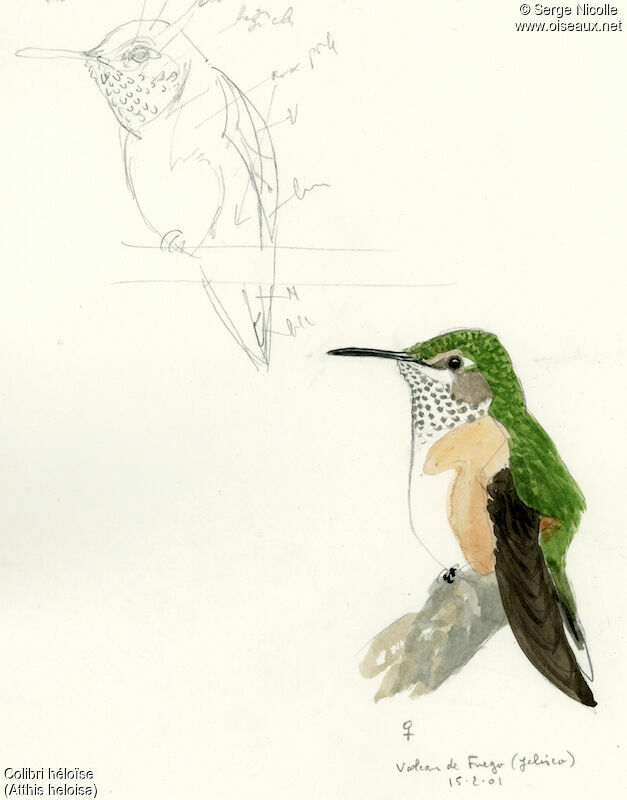 Colibri héloïse femelle, identification