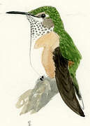 Colibri héloïse