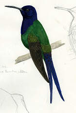 Colibri hirondelle