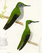 Antillean Crested Hummingbird