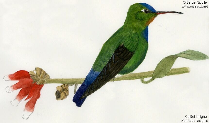 Colibri insigne, identification