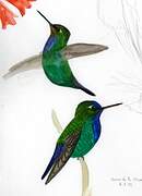 Fiery-throated Hummingbird