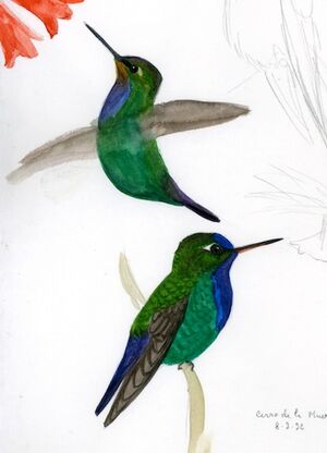 Colibri insigne