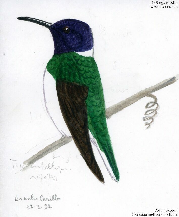 White-necked Jacobin, identification