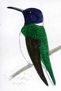 White-necked Jacobin