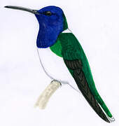 White-necked Jacobin