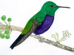 Violet-bellied Hummingbird (feliciana)