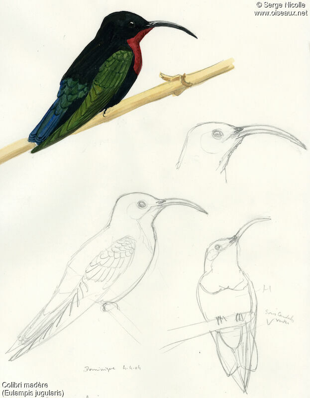 Colibri madère, identification