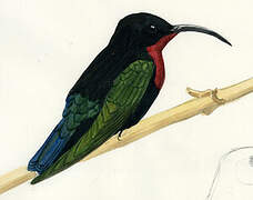 Colibri madère