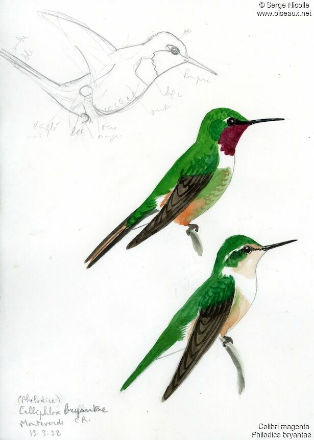 Magenta-throated Woodstar , identification