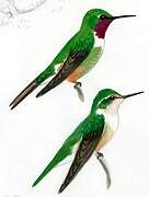 Magenta-throated Woodstar