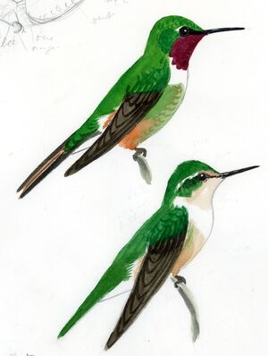 Colibri magenta