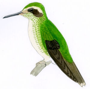 Colibri moucheté