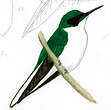 Colibri oreillard