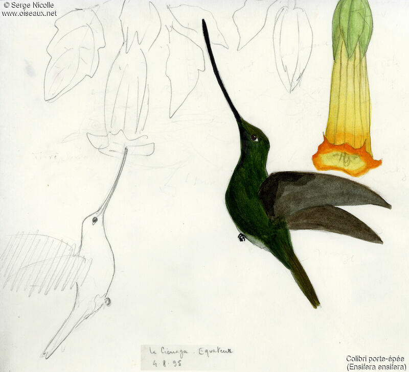 Sword-billed Hummingbird, identification