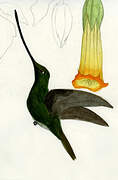 Sword-billed Hummingbird