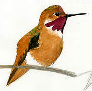 Rufous Hummingbird