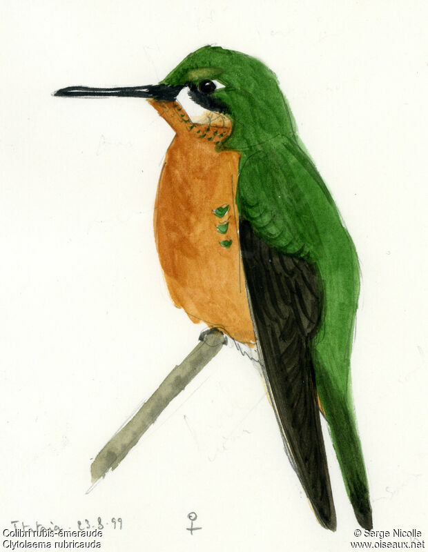 Colibri rubis-émeraude femelle, identification