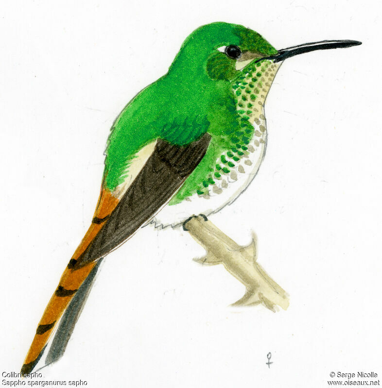 Colibri sapho femelle, identification