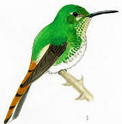 Colibri sapho