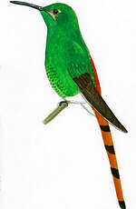 Colibri sapho