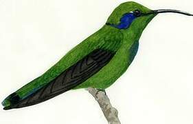 Mexican Violetear