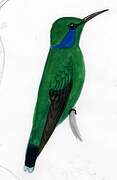 Mexican Violetear