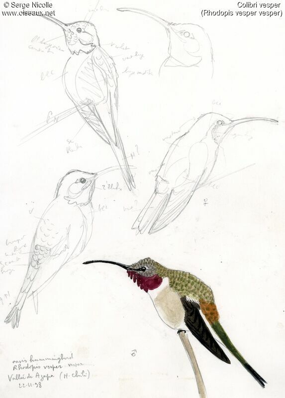 Colibri vesper mâle adulte, identification