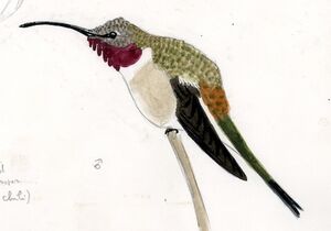Colibri vesper