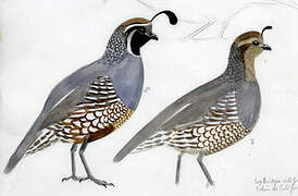 California Quail