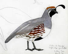 Gambel's Quail