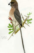 White-backed Mousebird