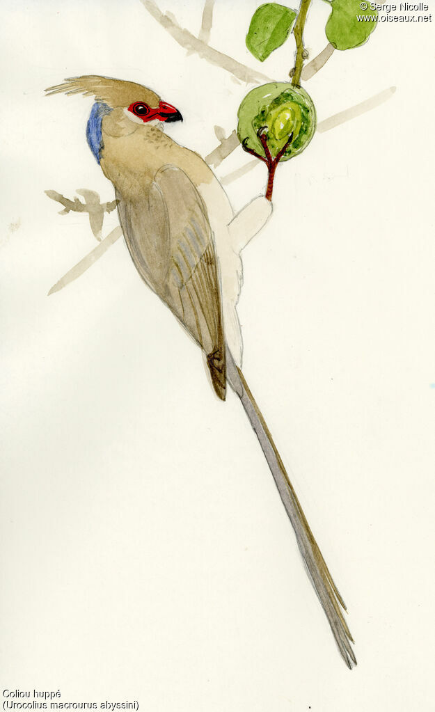 Blue-naped Mousebird, identification