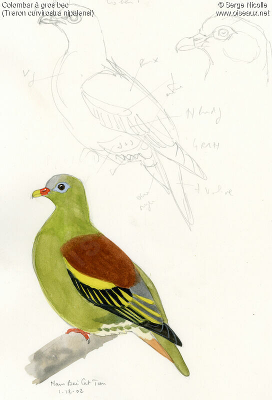 Thick-billed Green Pigeon, identification