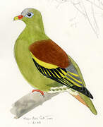 Thick-billed Green Pigeon