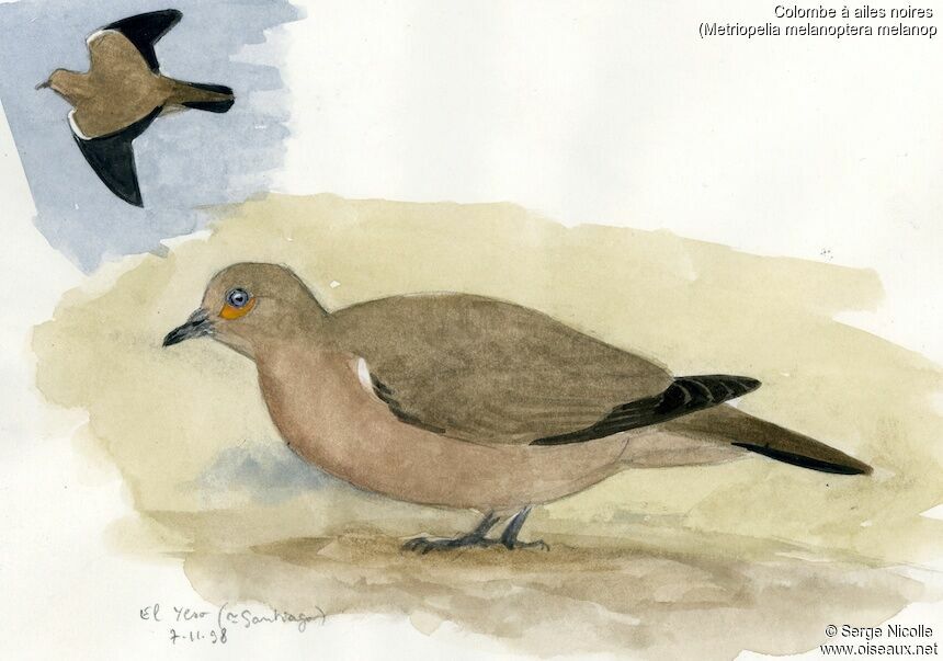 Black-winged Ground Dove, identification