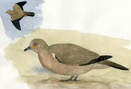 Black-winged Ground Dove