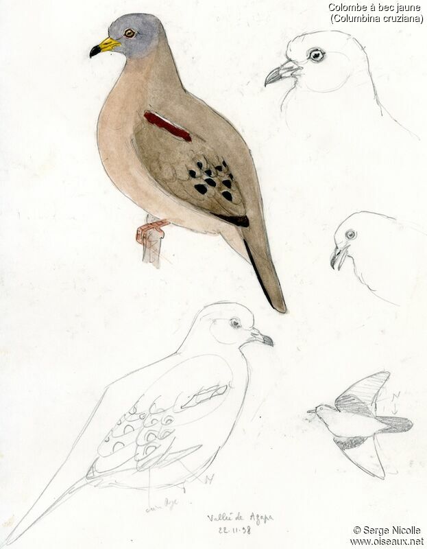 Croaking Ground Dove, identification