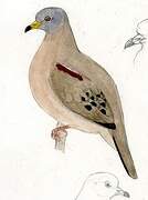 Croaking Ground Dove