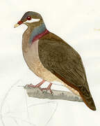 Bridled Quail-Dove