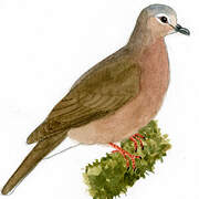 Yungas Dove