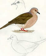 Grey-fronted Dove