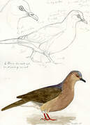 Grey-fronted Dove