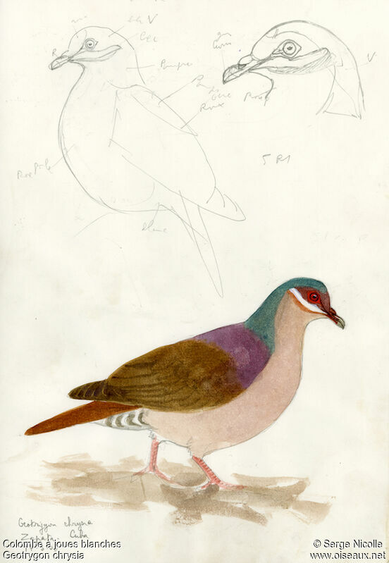 Key West Quail-Dove, identification