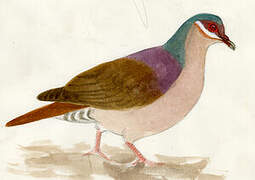 Key West Quail-Dove