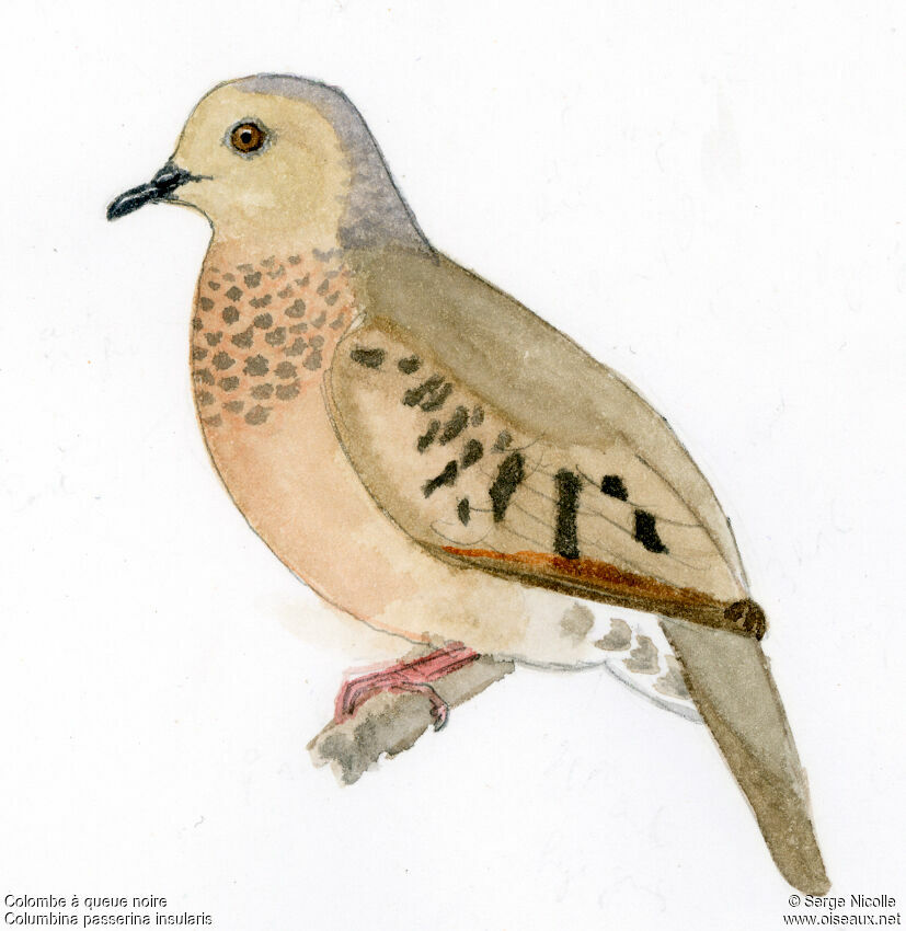 Common Ground Dove, identification